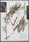 Foto von Salix viminalis L.